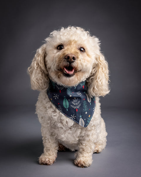 tan and white poodle mix wearing navy blue christmas bandana