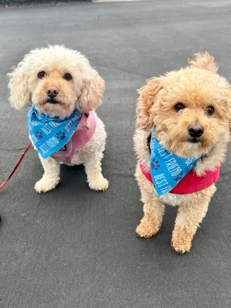 Reversible Best Friend Dog Bandana