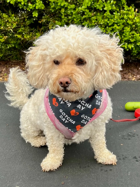 Reversible Best Friend Dog Bandana