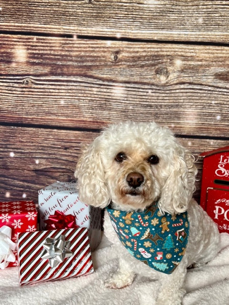 poodle mix wearing a christmas dog bandana