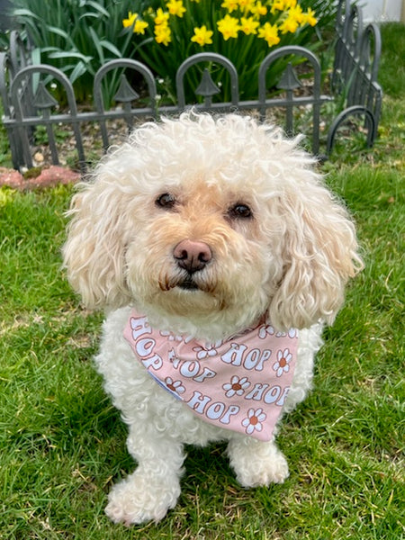poodle mix wearing blush pink spring and easter dog bandana