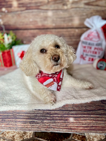 cute poodle mix wearing santa claus christmas bandana