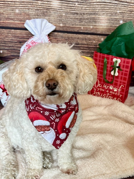 poodle mix wearing christmas bandana