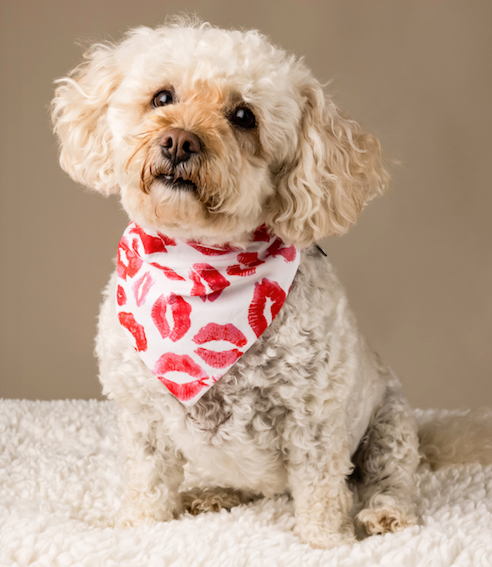 cute poodle mix wearing Valentine's Day bandana.