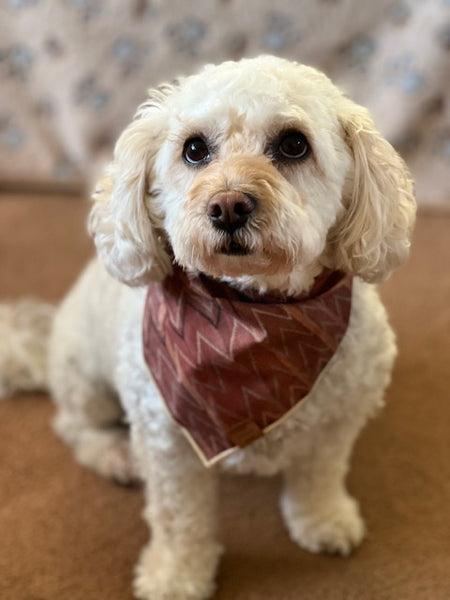 poodle mix wearing salmon and terracotta boho dog bandana