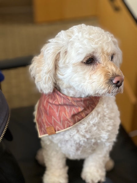 poodle mix wearing salmon and terracotta bohemian dog bandana