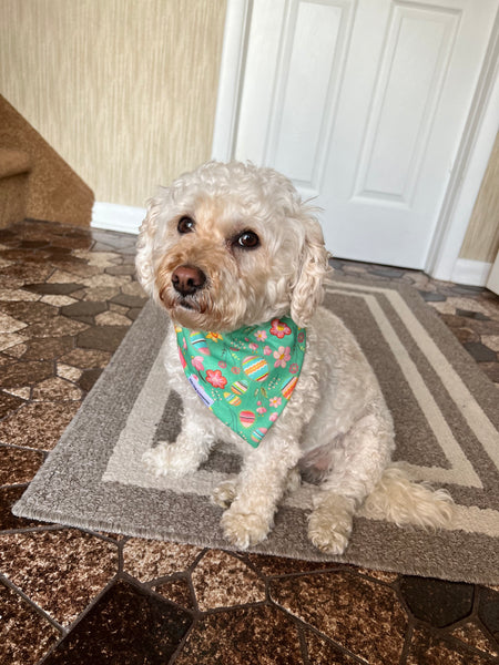 poodle mix wearing green Easter dog bandana with colorful eggs and Spring flowers