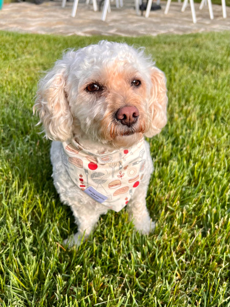 poodle mix dog sitting in grass wearing bbq dog bandana