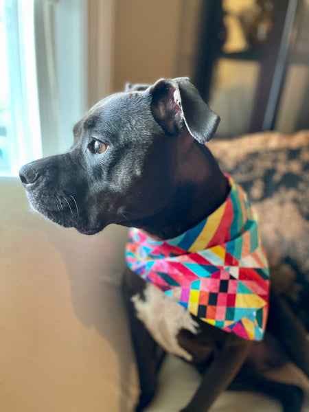 pit bull wearing raindow dog bandana