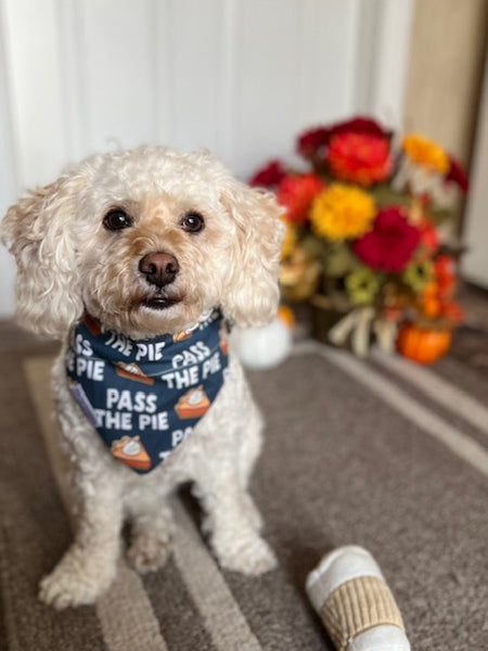 poodle mix wearing a thanksgiving dog bandana