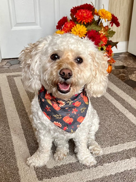 poodle mix wearing thanksgiving day dog bandana