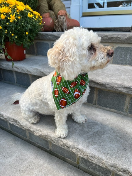 poodle mix wearing footballs on green super bowl dog bandana