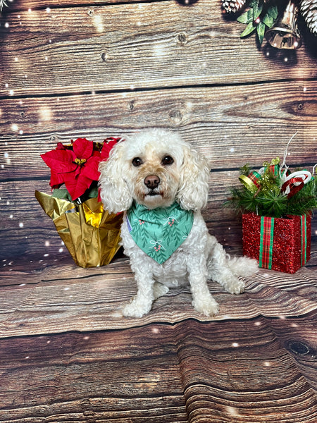 poodle mix wearing mistletoe christmas dog bandana