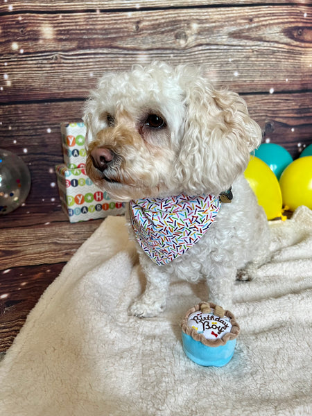 poodle mix wearing rainbow sprinkle birthday bandana sitting behind birthday boy small plush toy