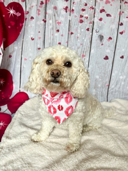 cute poodle mix wearing Valentine's Day bandana.