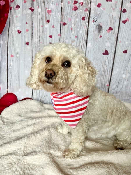 poodle mix wearing stripped red, white and pink dog bandana