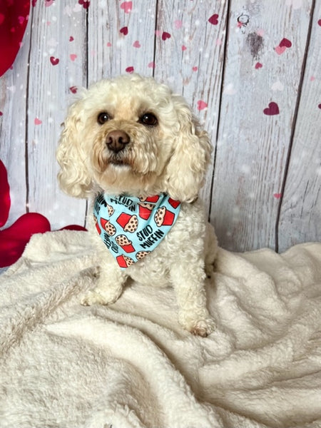 white poodle mix wearing Valentine's Day bandana.