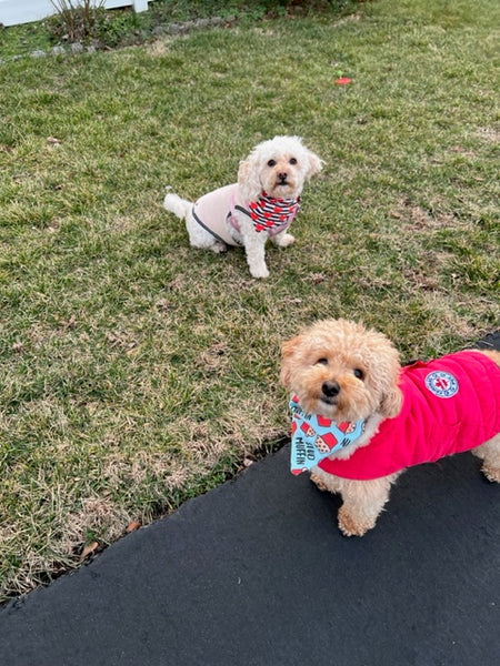 white poodle mix and tan bichon frise wearing valentine's day bandanas