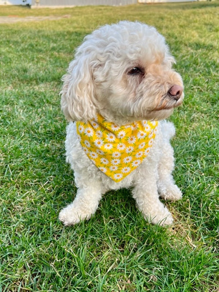 Yellow Daisies & Polka Dots Dog Bandana