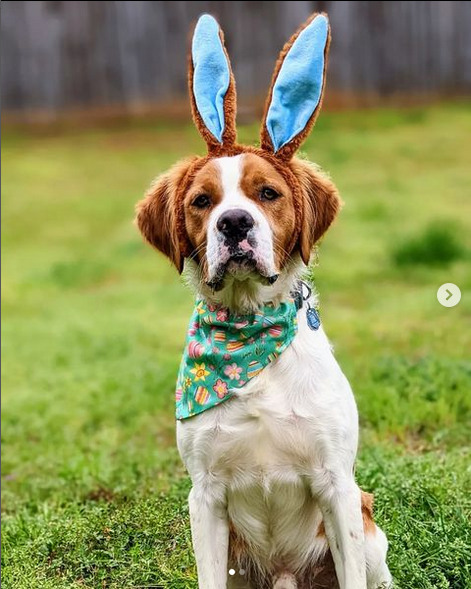 brittany spaniel wearing  pastel green background with colorful eggs and Spring flowers dog bandana