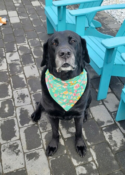 black lab wearing pastel green dog bandana with colorful eggs and Spring flowers