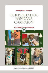 A Heartfelt Thanks: Our BOGO Dog Bandana Campaign & Its Impact on Local Shelters