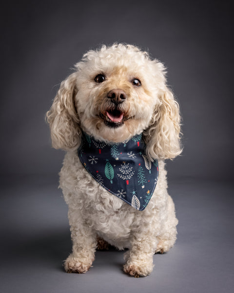 Blue Christmas Dog Bandana