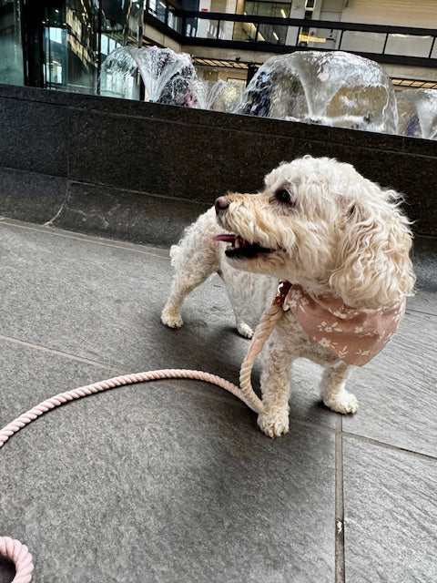 White dog on a leash wearing blush pink bandana in an indoor setting standing next to a water fountain.