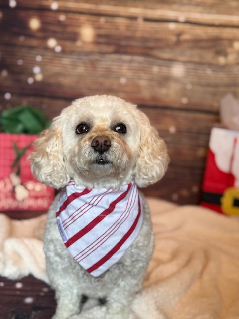 Small dog wearing a red and white striped bandana with a festive background