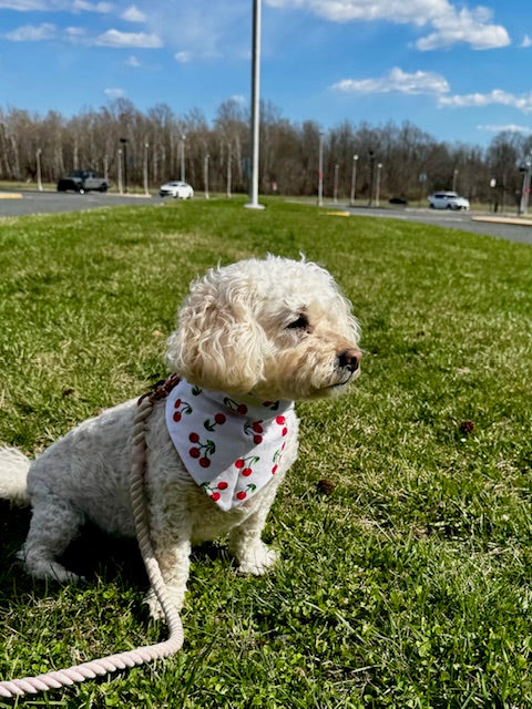 Small white dog on a leash wearing a cherry bandana in a park with grass and trees.