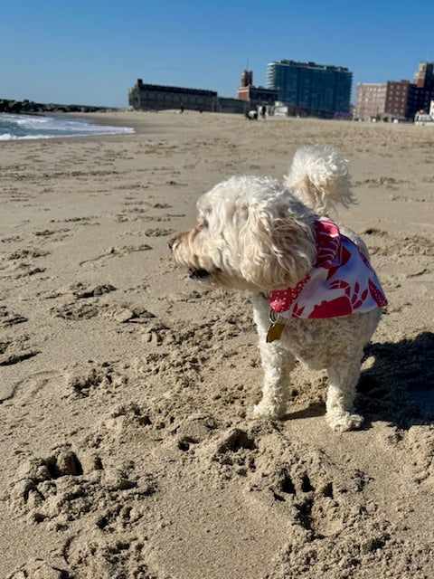 White dog on a sandy beach wearing coral beach bandana