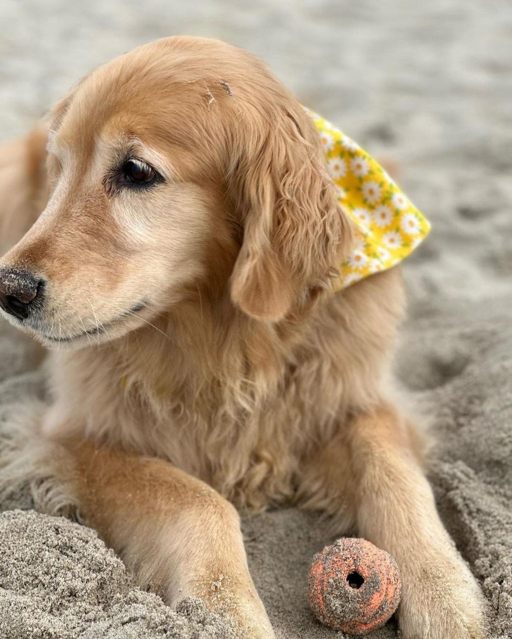 Yellow Daisies & Polka Dots Dog Bandana