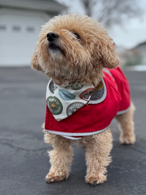 Small dog wearing a red sweater and forest scout bandana on a street.