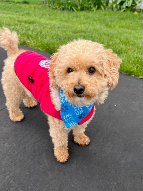 Reversible Best Friend Dog Bandana