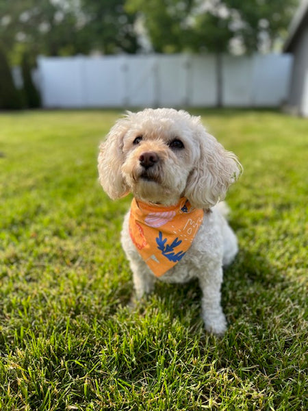 Reversible Beach Vibes Dog Bandana