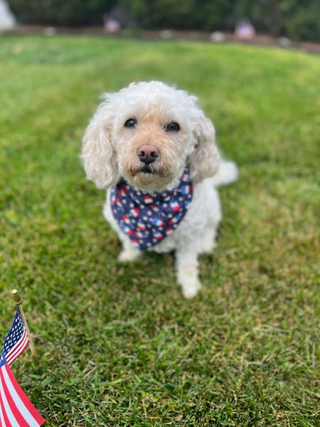 Reversible Fireworks Dog Bandana