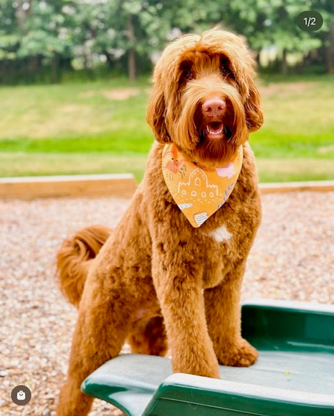 Reversible Beach Vibes Dog Bandana