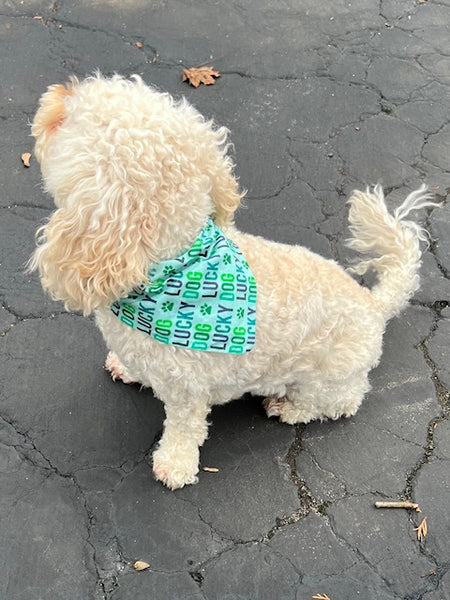 Reversible Lucky Dog Bandana