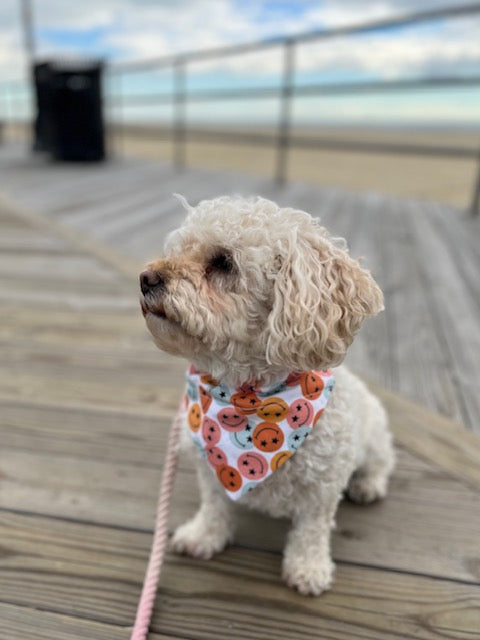 white dog sitting on boardwalk at beach wearing multicolored smiley face dog bandana