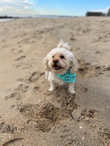 Reversible Beach Lover Dog Bandana