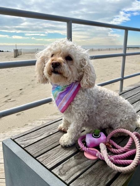 Rainbow Dog Bandana