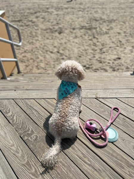 Reversible Beach Lover Dog Bandana