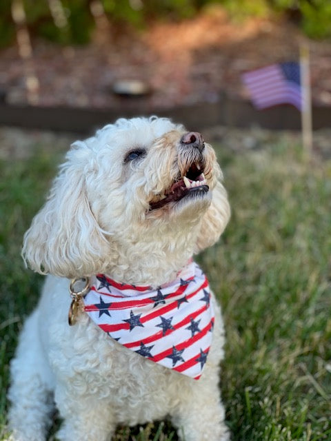 white dog wearing blue stars, red and white stripes bandana sitting on grass