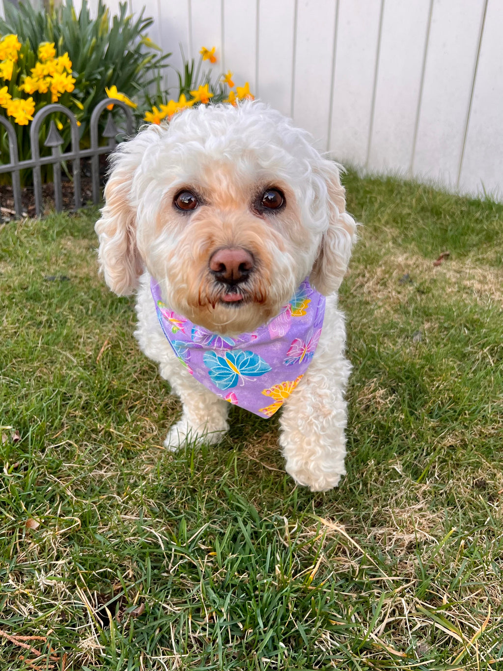 Medium white dog wearing a lavender bandana with butterflies standing on grass with flowers in the background