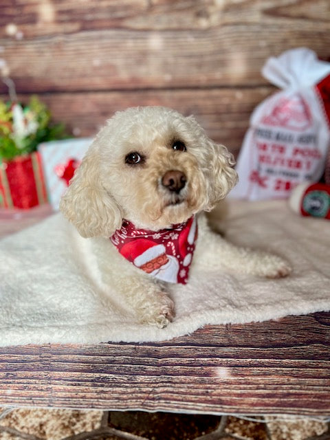 cute poodle mix wearing santa claus christmas bandana