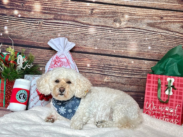 Baby, Its Cold Dog Bandana