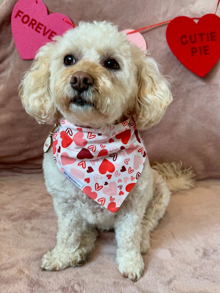 white and tan poodle mix wearing Valentine's Day bandana.