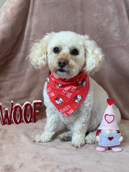 cute poodle mix wearing red Valentine's Day bandana.