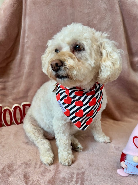 poodle mix wearing Valentine's Day bandana.