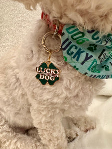 Lucky Dog Pet Collar Tag